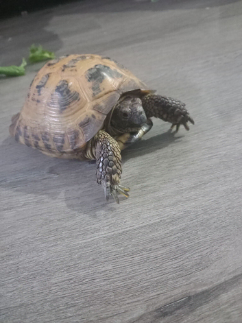 Tortoise for sale