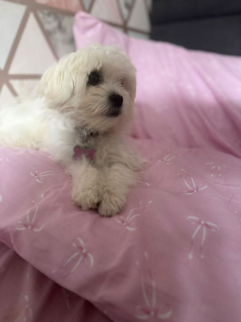 Maltese female