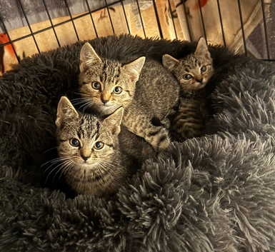 Two Female kittens