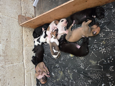 Lurcher puppies