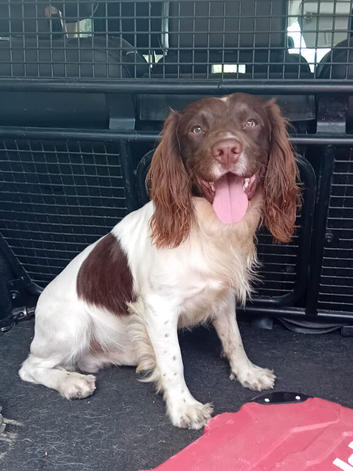 Stunning liver/white PROVEN KC registered springer stud