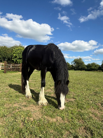 TGCA Mini Cob Colt