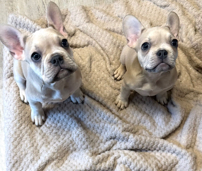 2 beautiful French bulldogs