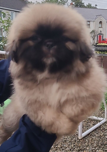 1 Pekingese Puppy