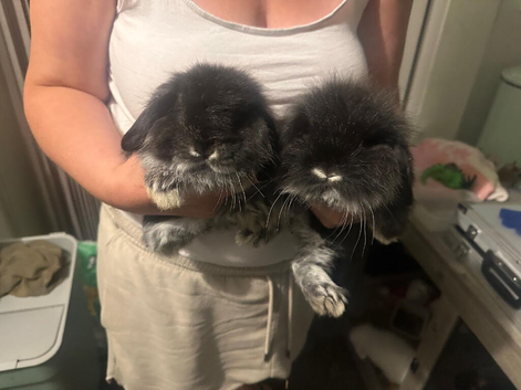Baby rabbits