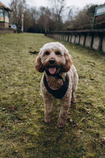 6year old cockapoo