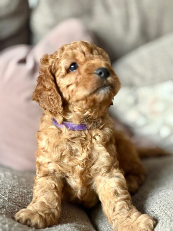 Gorgeous F1b Cavapoo puppies