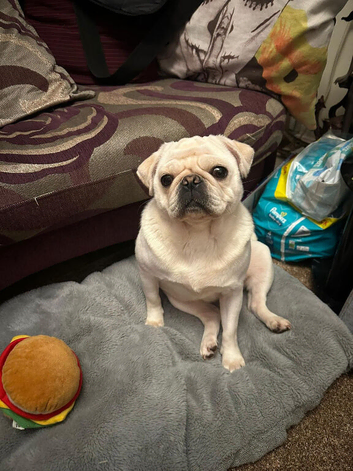 3 year old pug bitch
