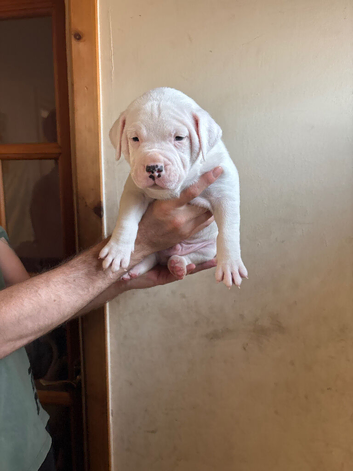 1 puppy&rsquo;s for sale
