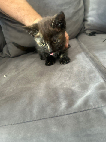 Kittens