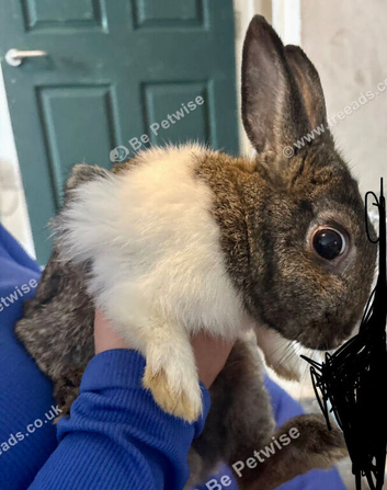 Mother and 4 female baby rabbits