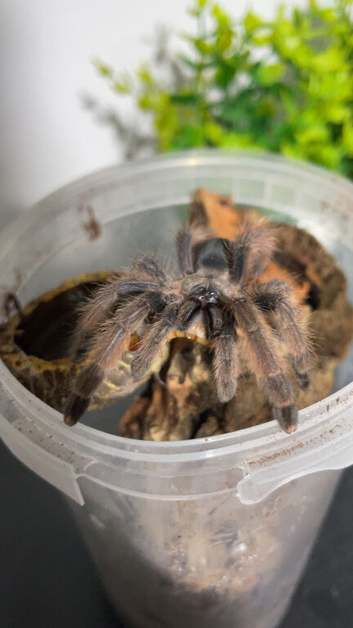 Tarantula and more collection for sale