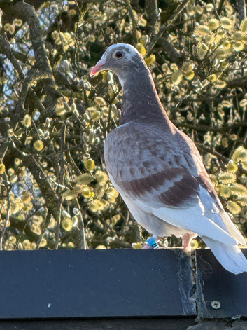Racing pigeons