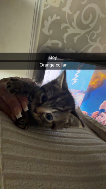 Kittens for sale
