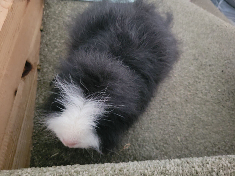 Swiss Guinea Pigs (mixed genders)