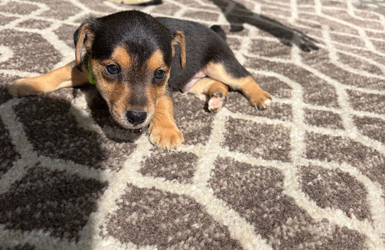 Jack russell puppie