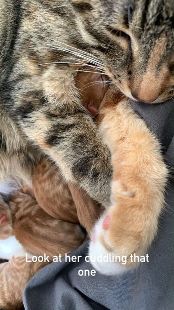 Kittens for sale