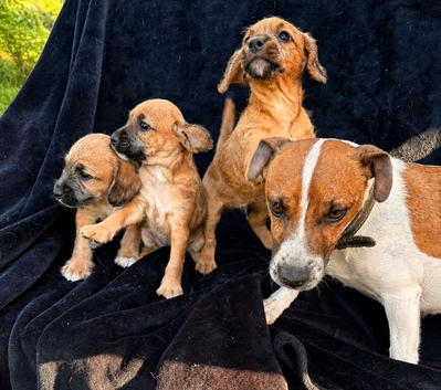 Jackapoo&rsquo;s for sale