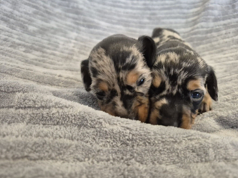MINI SMOOTH DASCHUNDS READY JULY 8TH