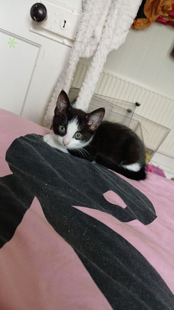 5 beautiful kittens for sale 3 girls 2 boys