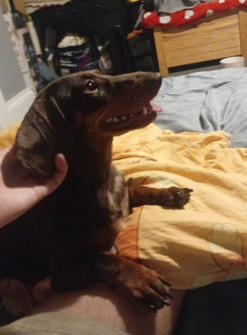 14 month old dachshund female (unneutered)