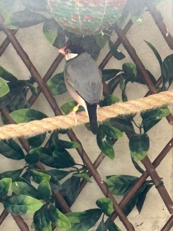 Java Sparrows