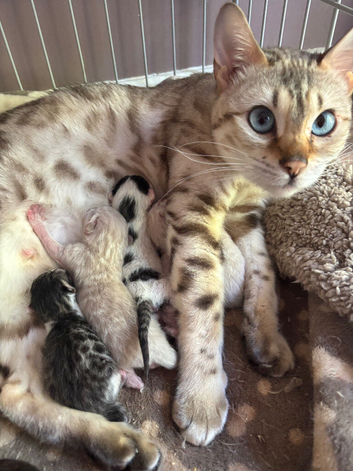 Bengal x kittens