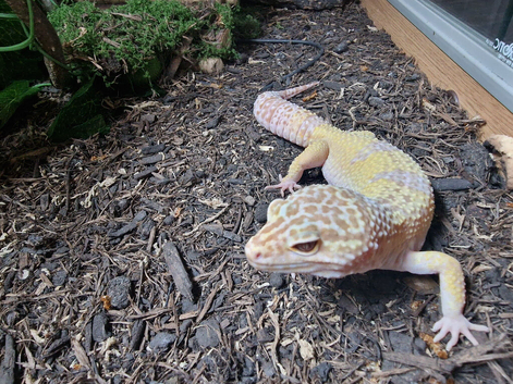 WITH SETUP Proven male leopard gecko albino blizzard genetics