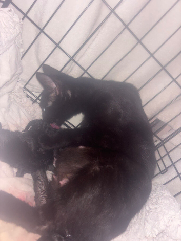 Black and white kittens