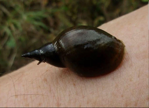 Pond Snails (Lymnaea Stagnalis)