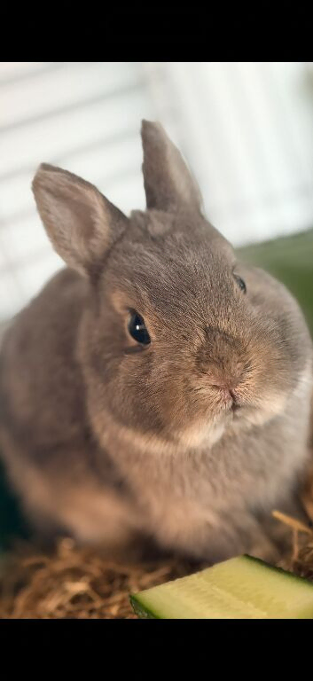 Make Netherland dwarf