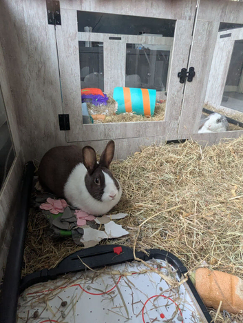 2 rabbits for sale