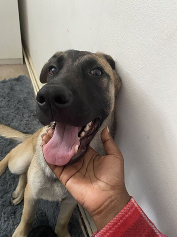 Beautiful Male Belgian Malinois mix