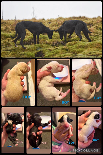 Lurcher pups Collie whippet Lab greys