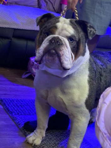 Merle KC stud