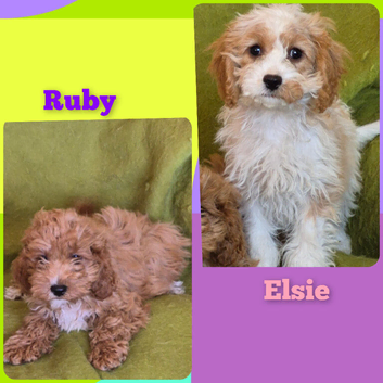 Beautiful Cavapoo Puppies