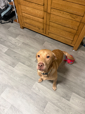 Labrador