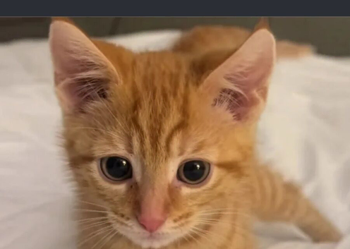 Ginger  Boy