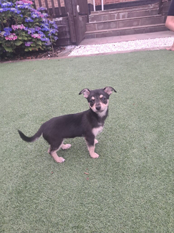 15 week old Chihuahua girl