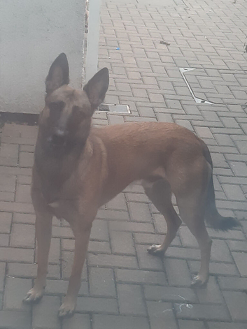 Belgium malinois for stud