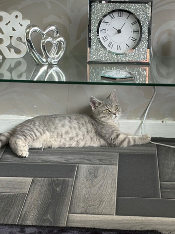 Beautiful Scottish straight kittens blue and lilac ready to leave now