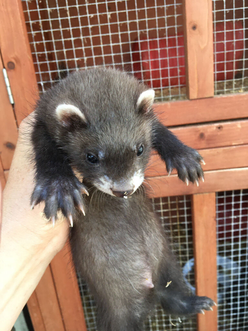 Baby ferrets soon ready