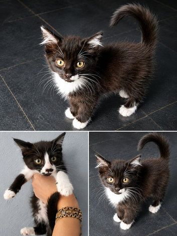 6 beautiful kitten