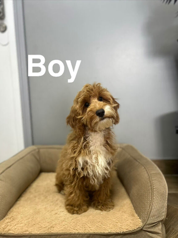 Layla 3 handsome boys ready to be viewed