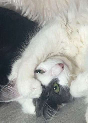1 year old Maine Coon Cross