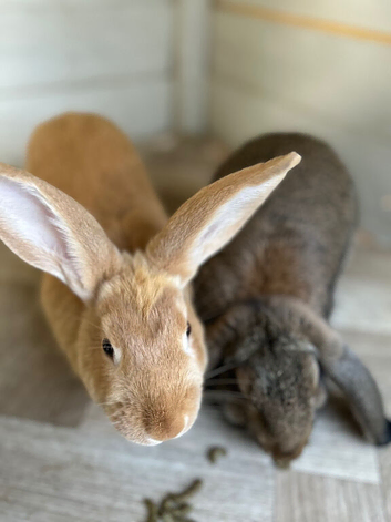 Pair of neutered male rabbits