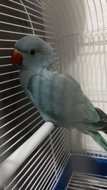 Indian ring neck