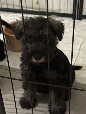 Beautiful Miniature Schnauzer Pups