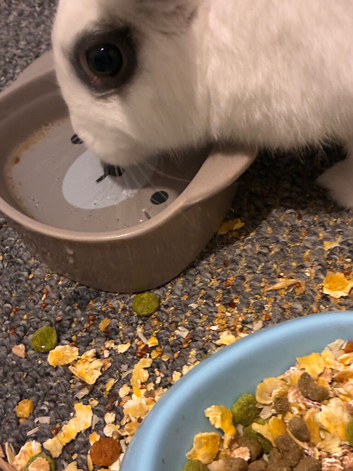 White rabbit