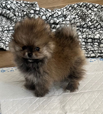 Pomeranian puppy's